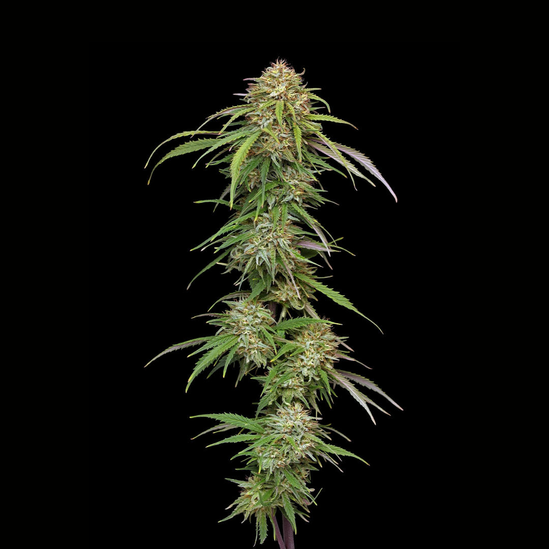 Super High Life by Ed Rosenthal