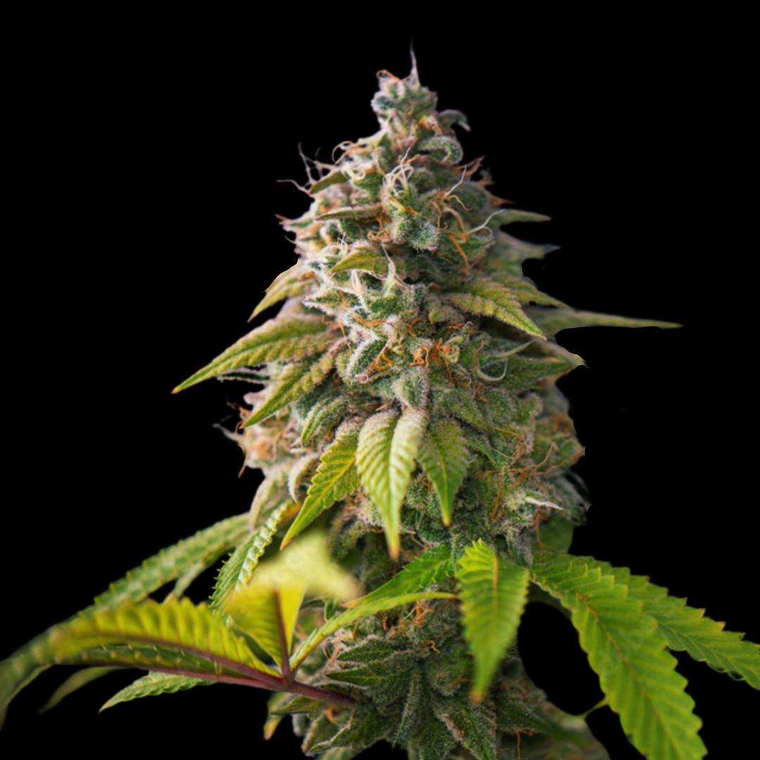 Candy Skyrocket Auto