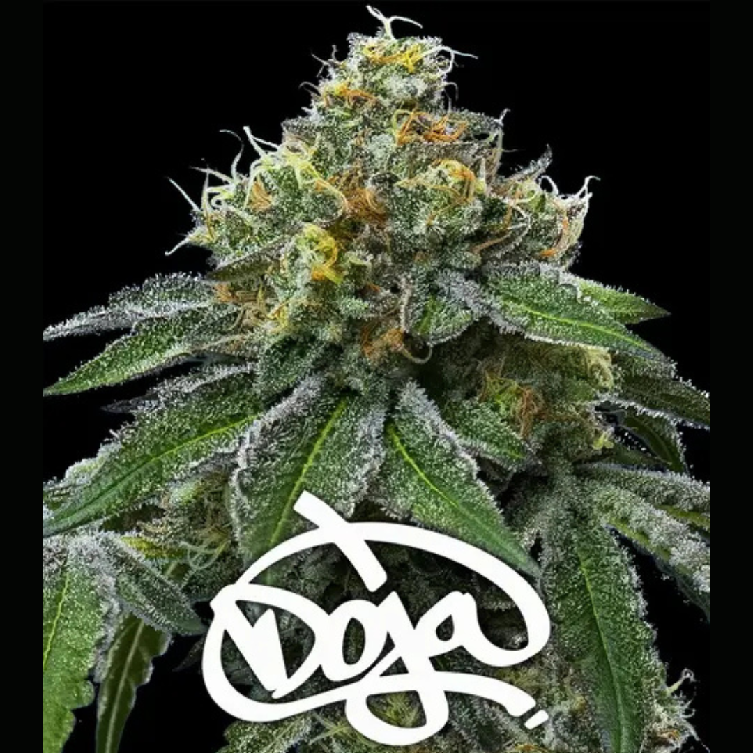 RS11 x Banana OG
