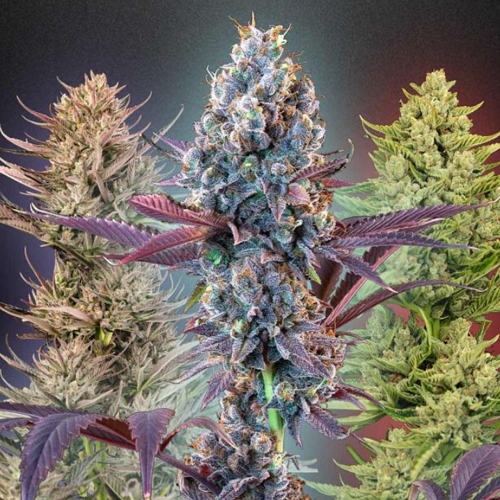 Seedsman MegaMix Auto