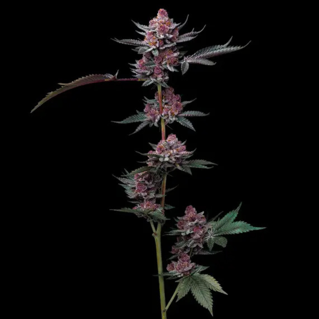 Cherry Poppers