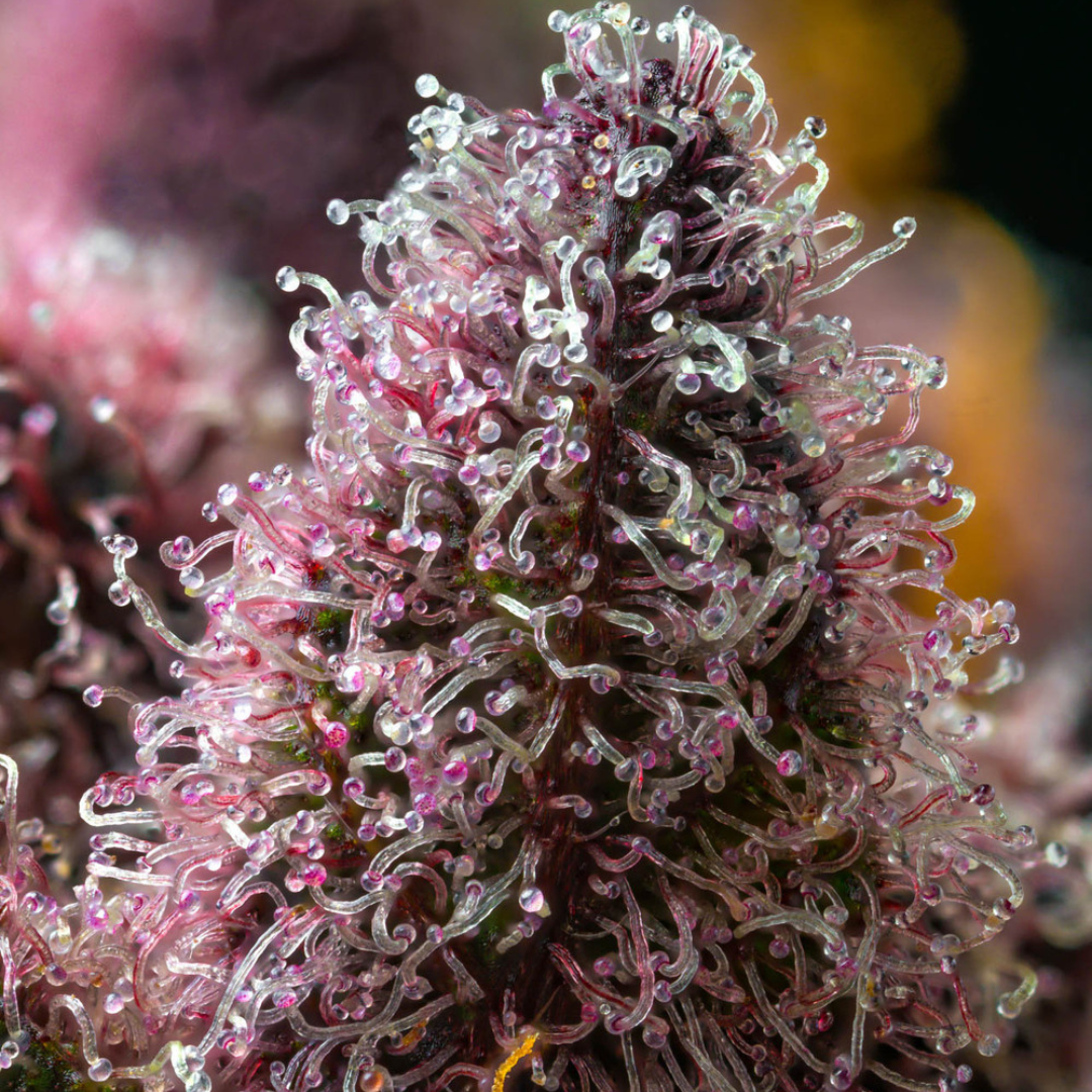 Cherry Poppers