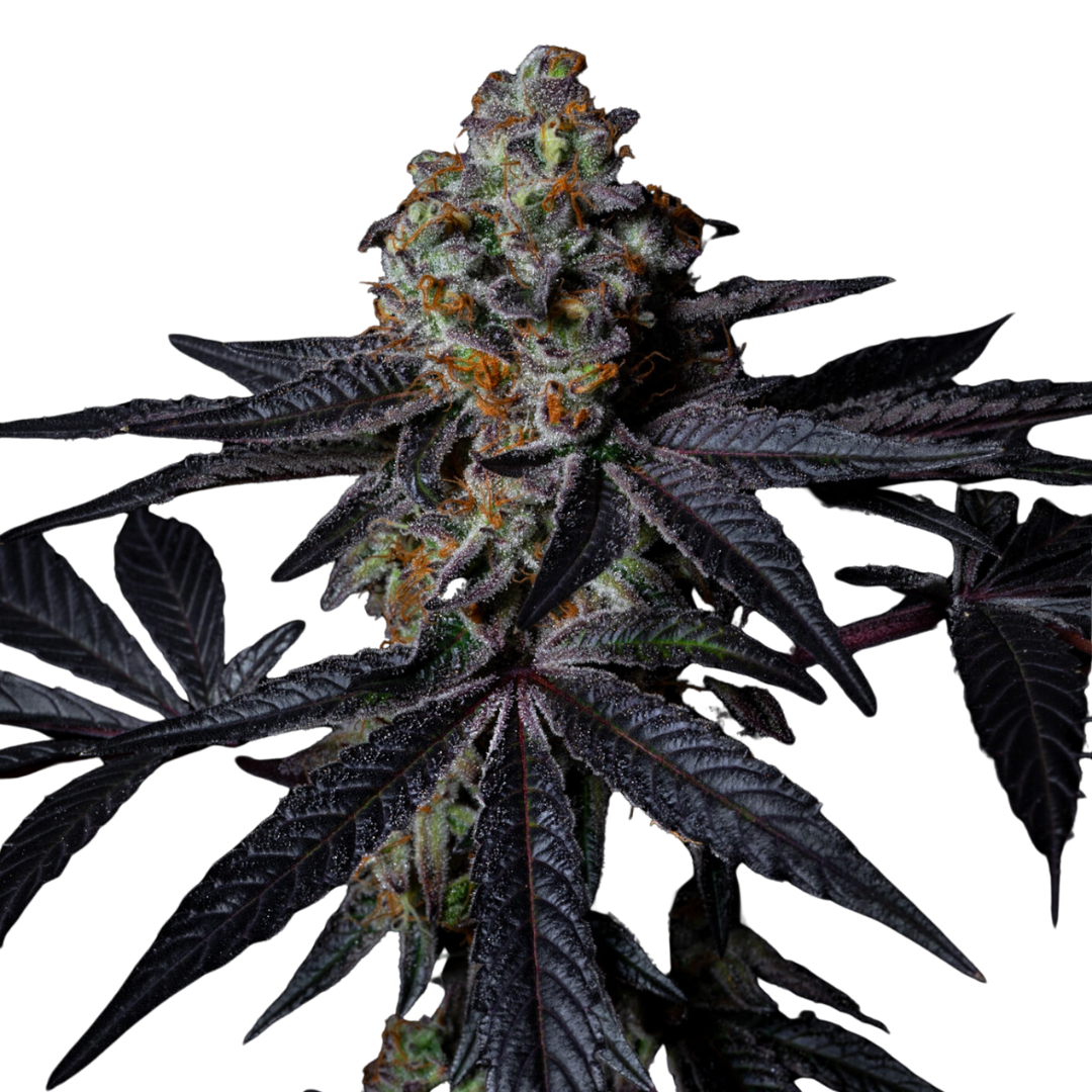Diamond Dust