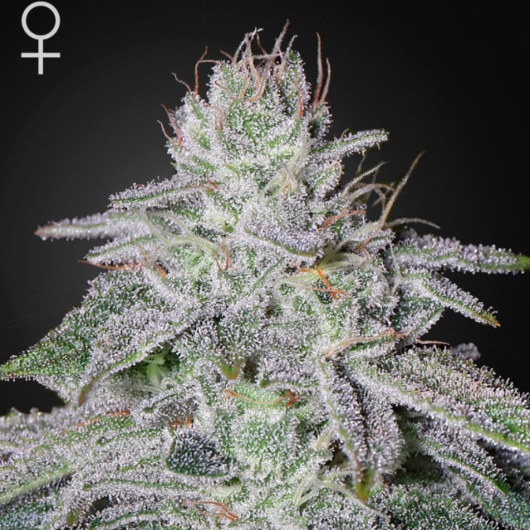 Franco's Lemon Cheese