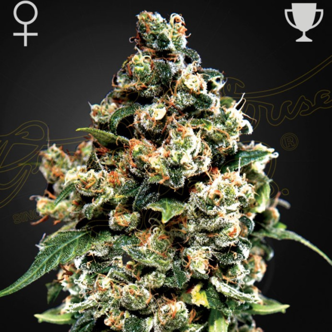 Jack Herer