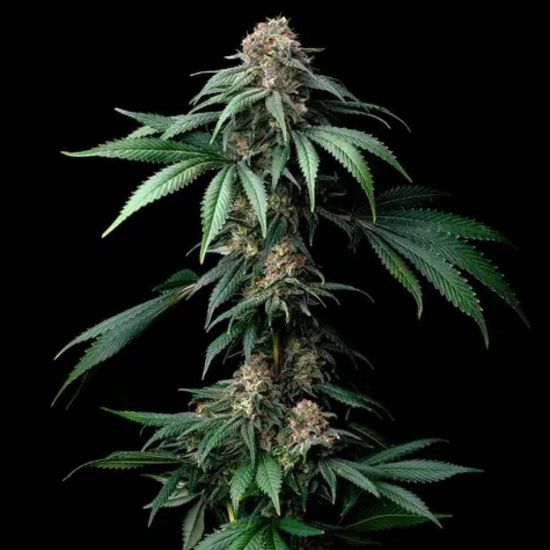 Mendo Breath