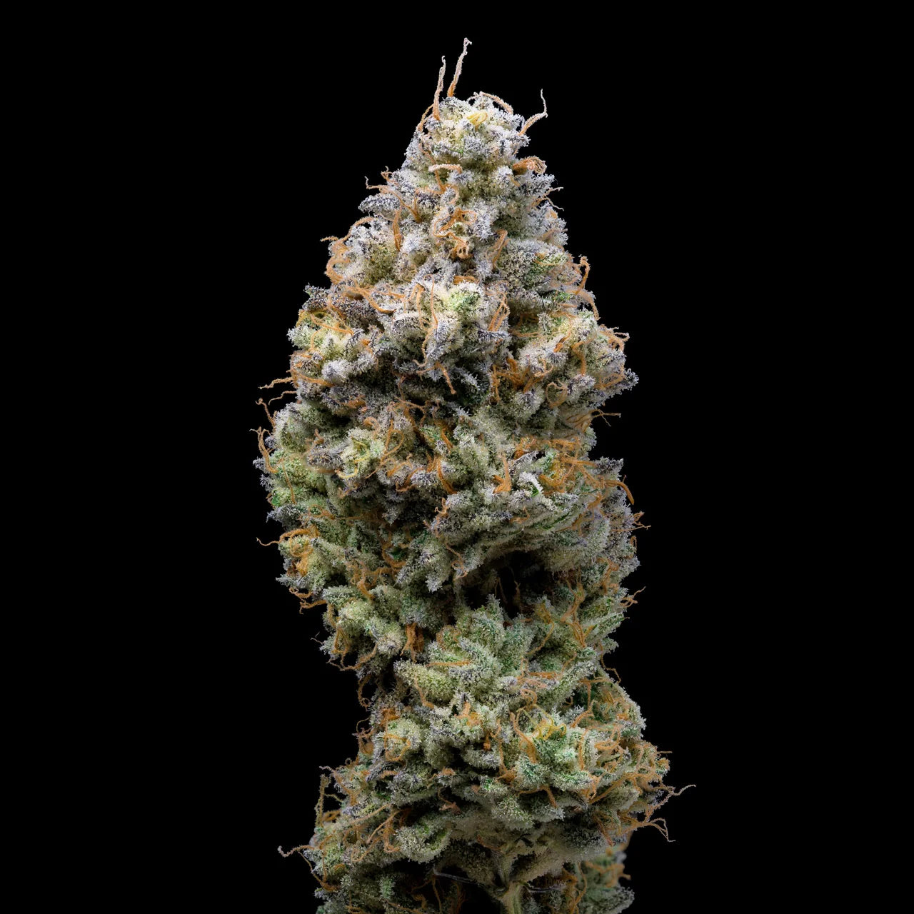 Miklo (Lemonnade Seeds)