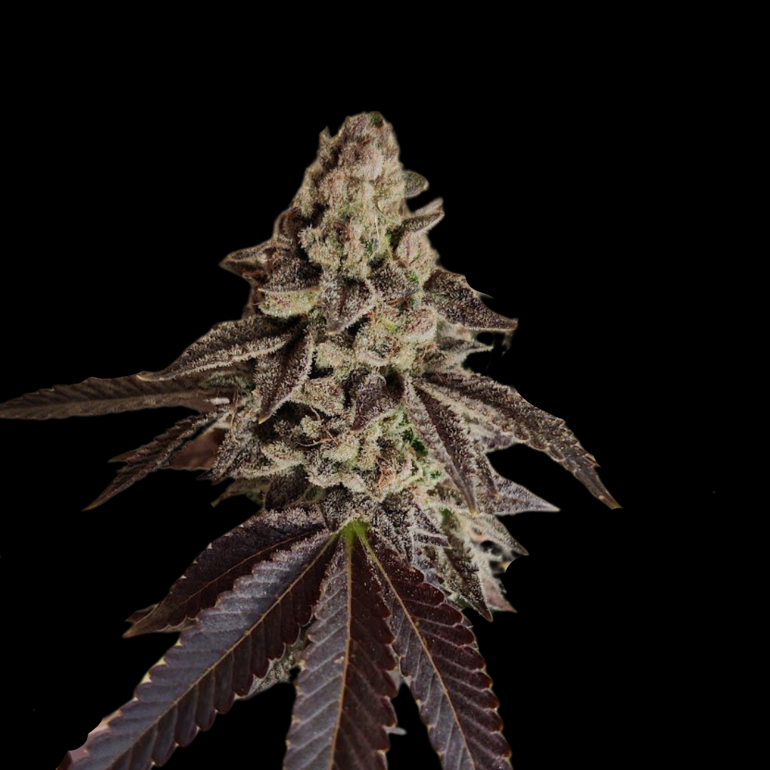 Slurricane