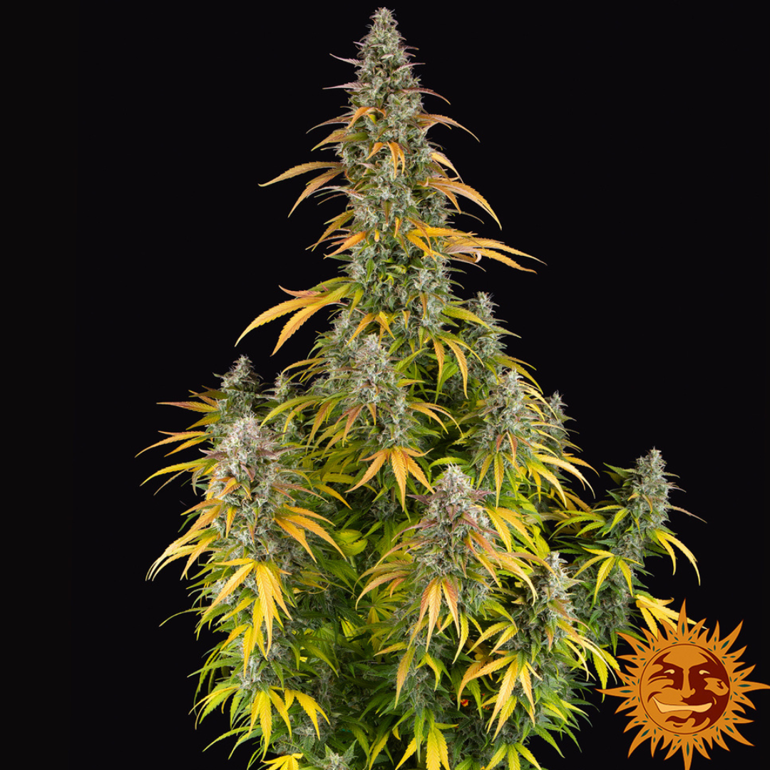 Watermelon Zkittlez Auto