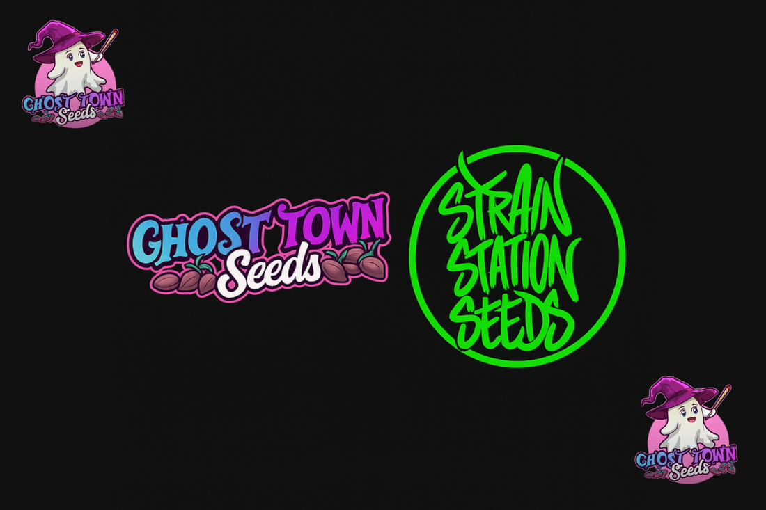 Ghost Town x Strain Station – The Collaboration Begins!