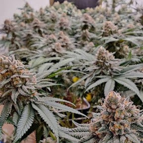 Berry Blossom Treat Auto