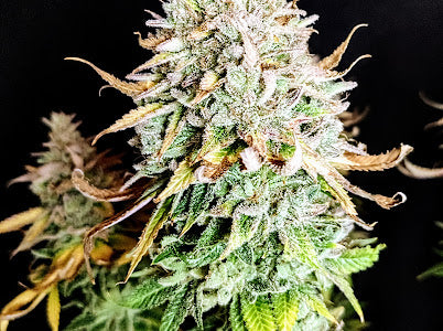 Gratitude Kush