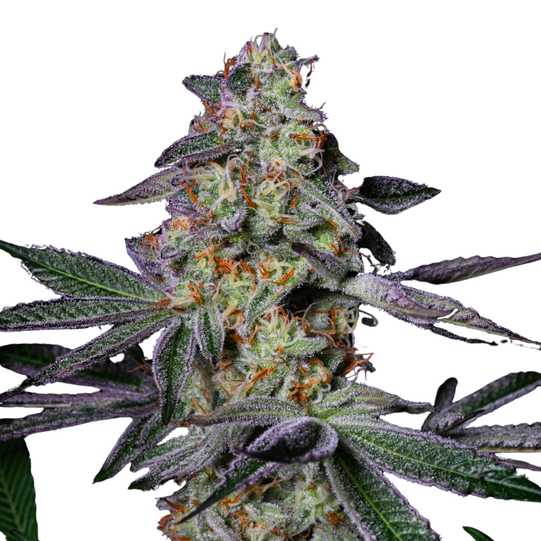 Pure Glitter
