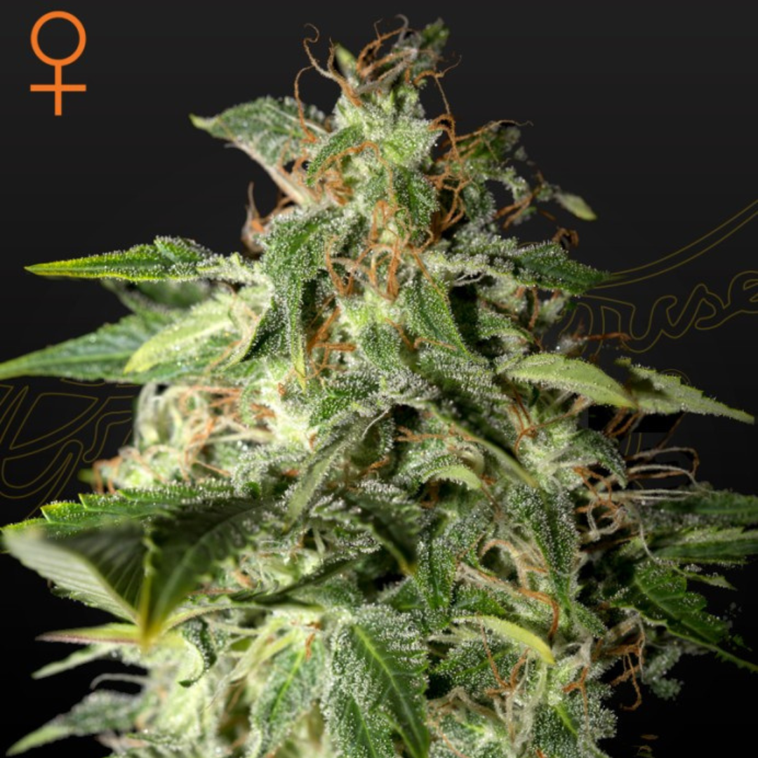 Afgooey (Strain Hunters Seed Bank)