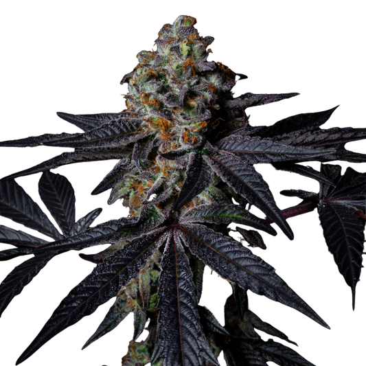 Diamond Dust