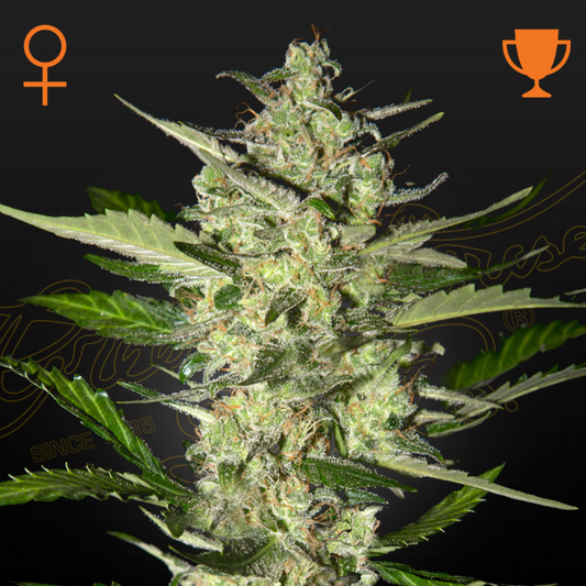 Flowerbomb Kush (Strain Hunters Seed Bank)