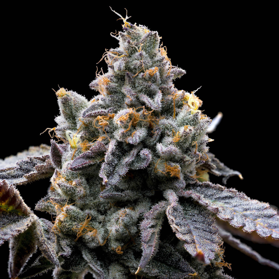 GMO Cookies