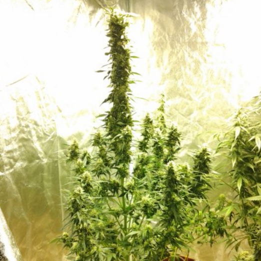 Bullet Bud Auto