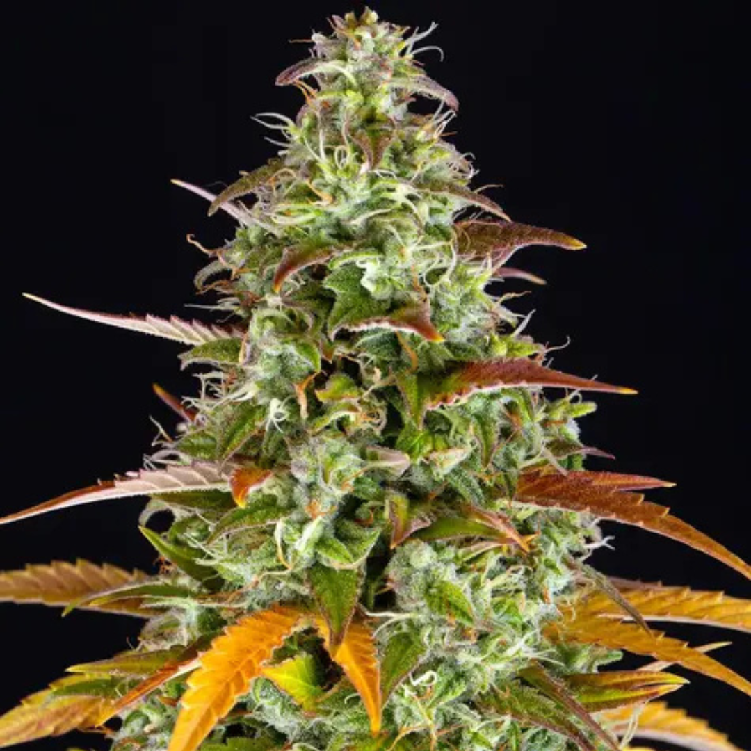 Watermelon Zkittlez Auto
